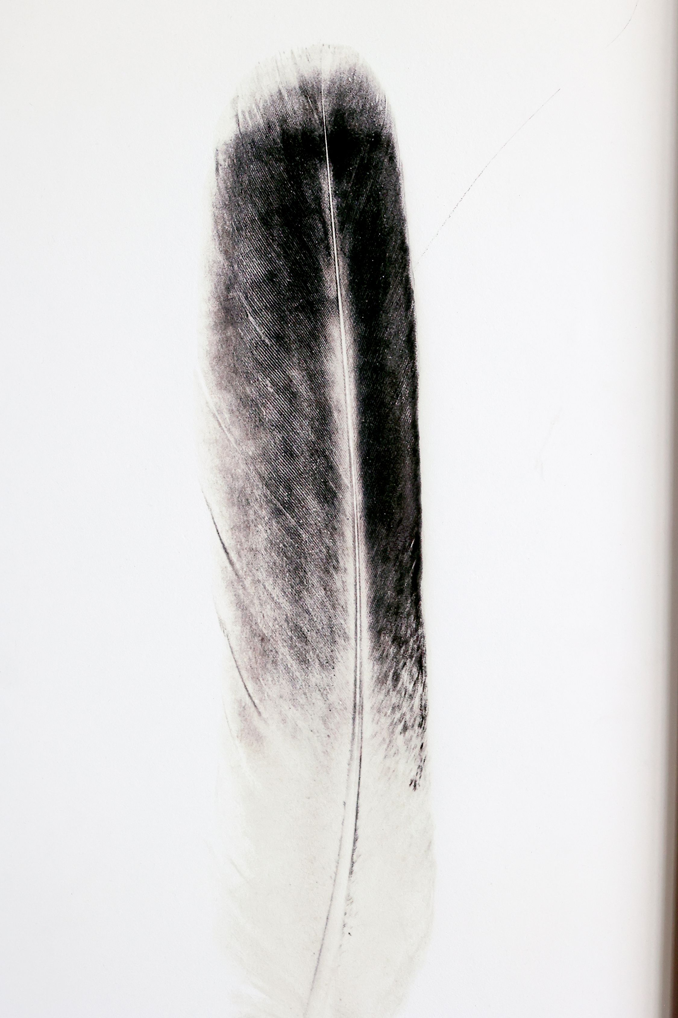 Bild mit Federnmotiv und schwarzem Rahmen, 91,5 cm hoch