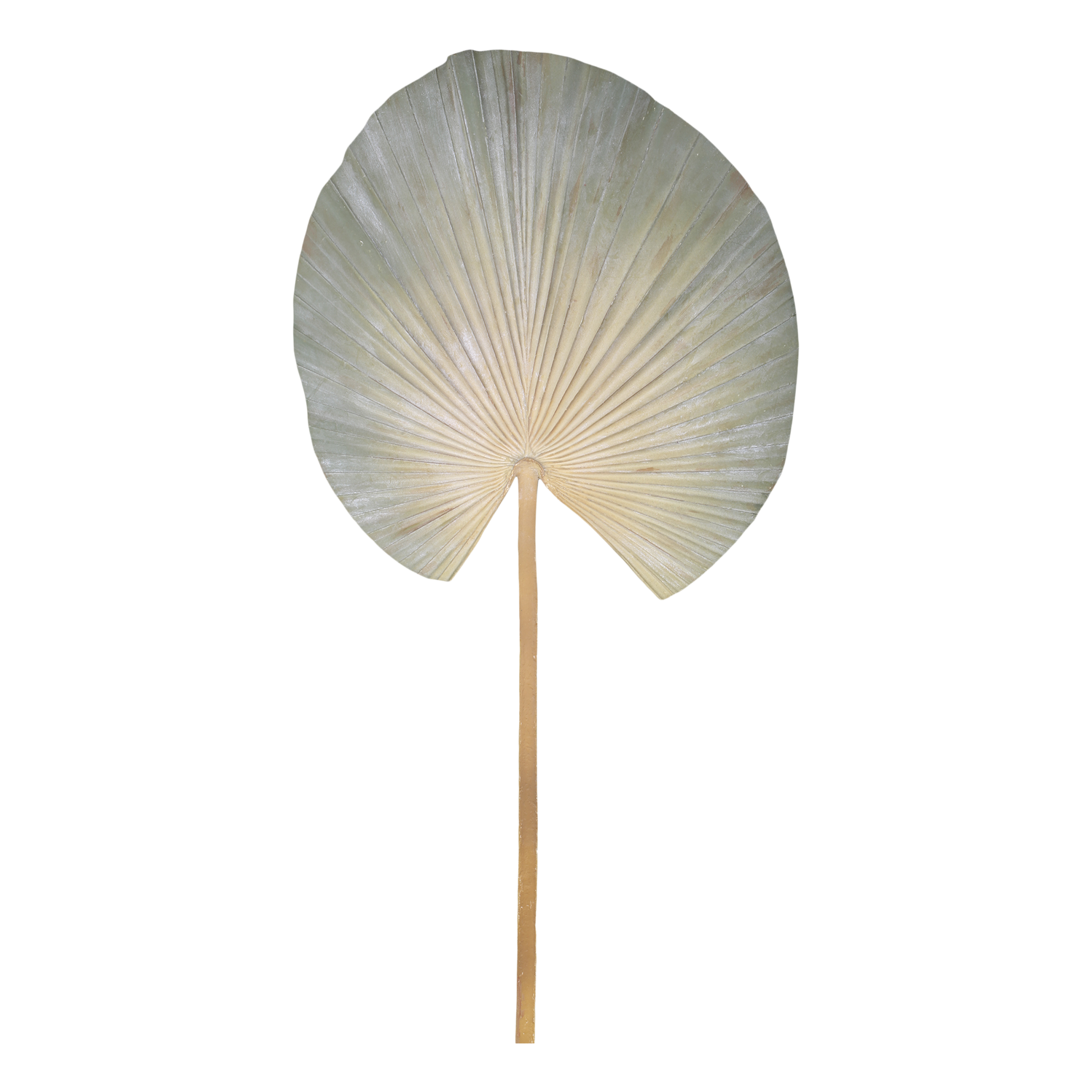 Blatt Dekoration: Kunstpflanze Fleur Palmen Blatt, 74,5 cm