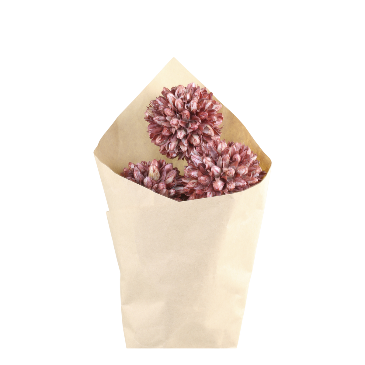 Getrocknete Blumen Schneeball im Strauß, 60 cm, taupe