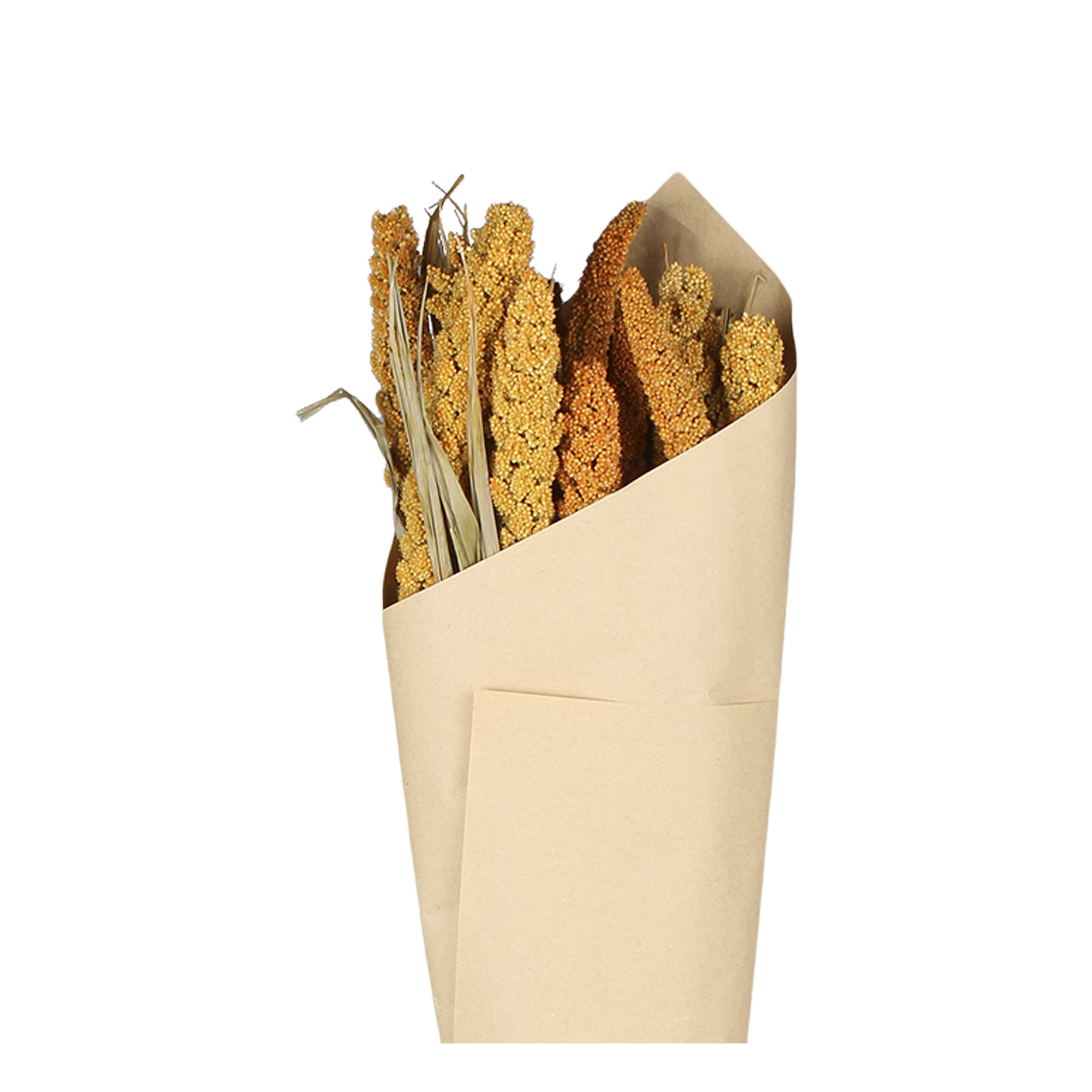 Fleur dried Seterea Flowers H75 cm caramel in brown paper