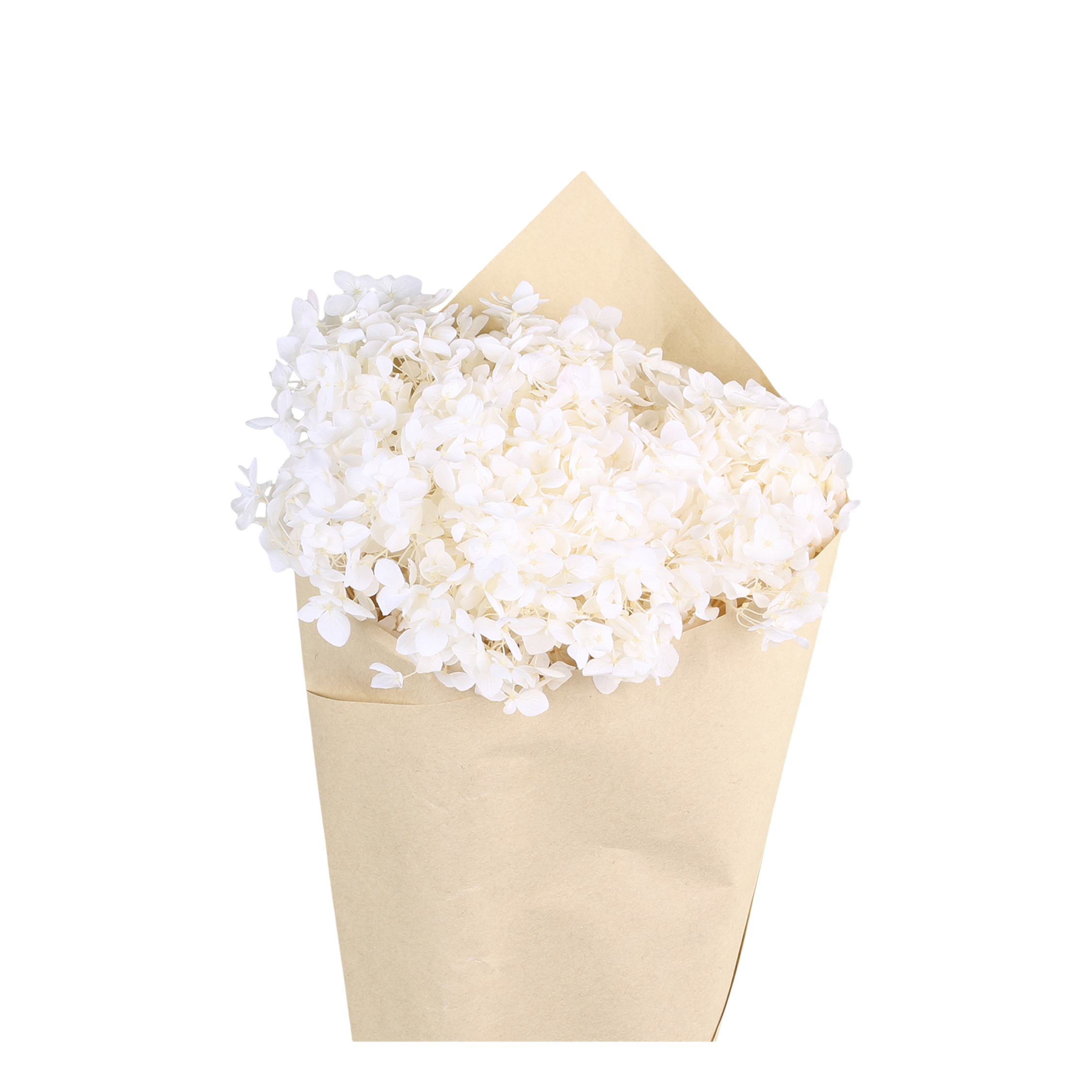 Getrocknete Hortensienblume in Creme, 60 cm
