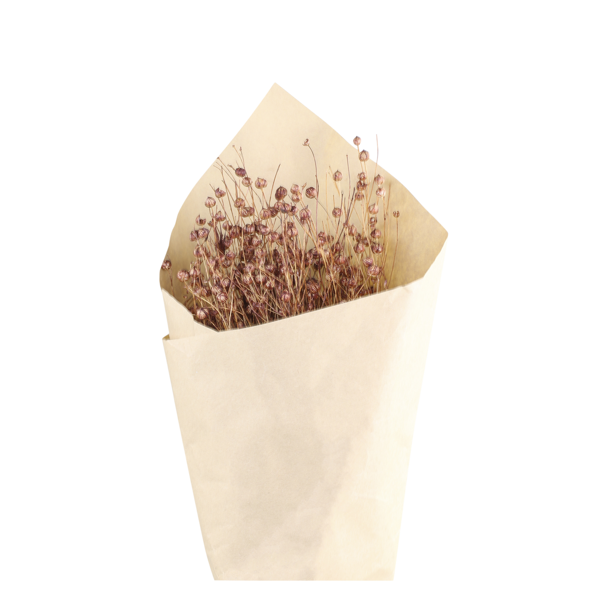 Getrocknete Blumen Fleur, 61 cm hoch, Taupe