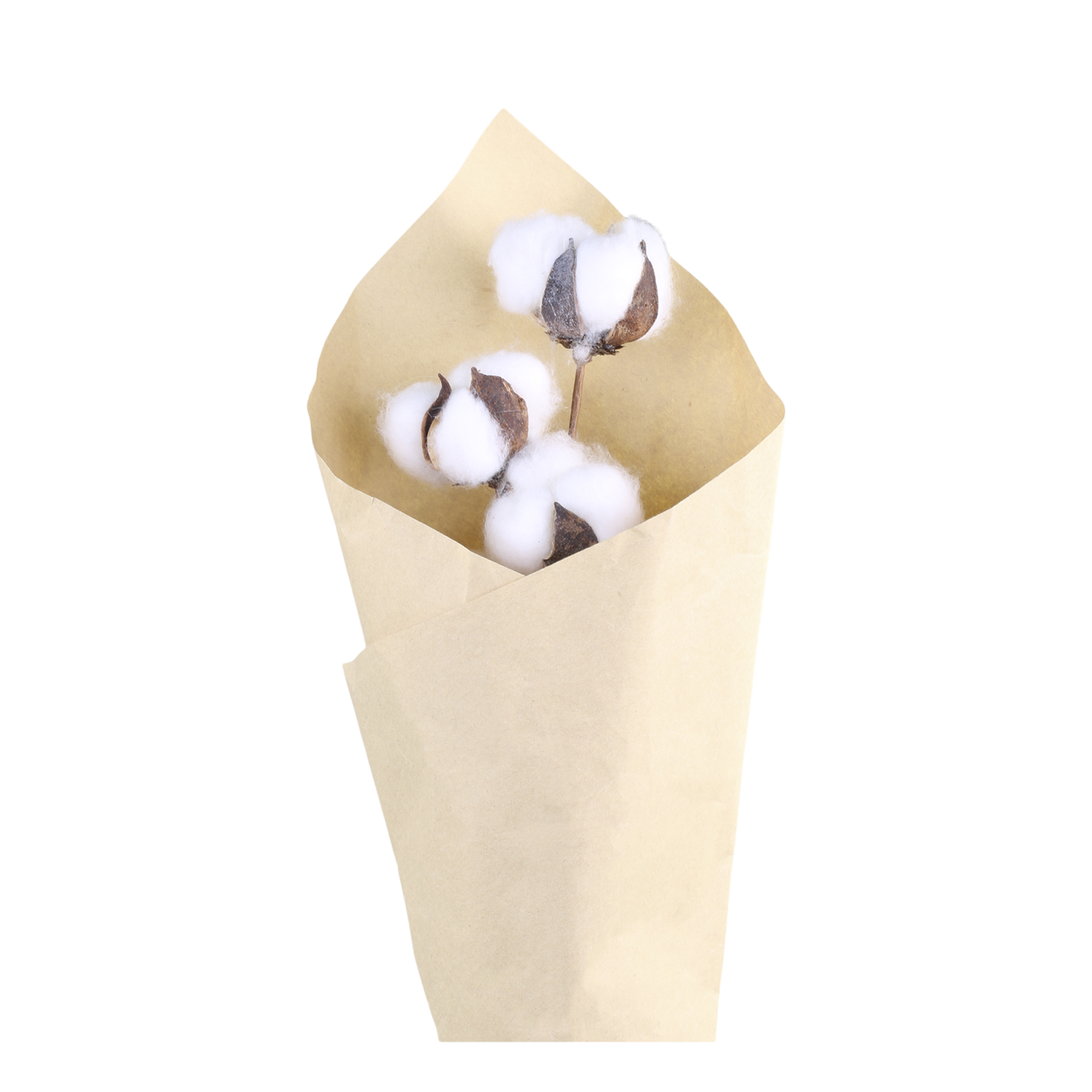 Fleur dried Cotton Flowers w. 10 cotton balls in brown paper H60 cm cream
