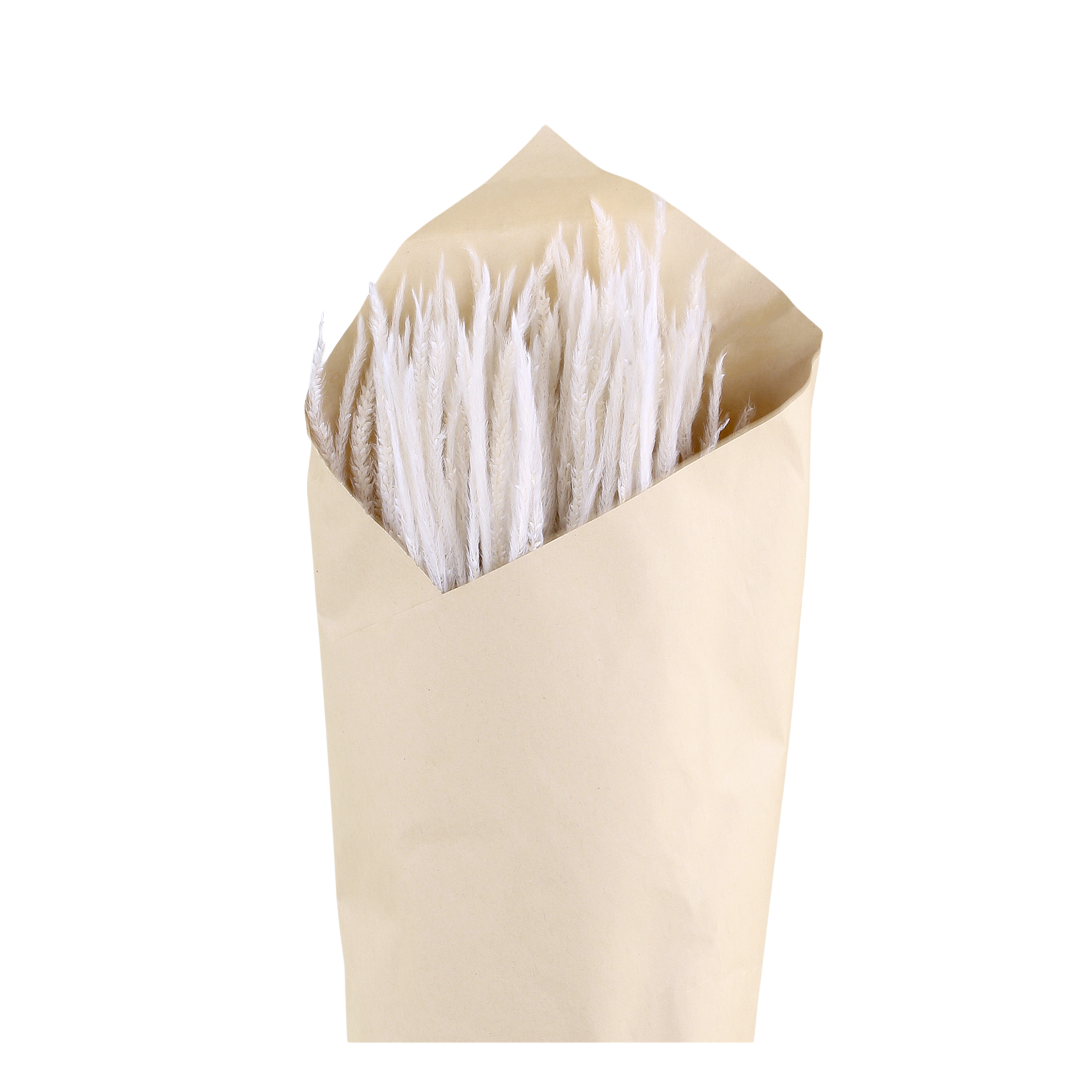 Fleur dried Pampas Grass H72 cm cream