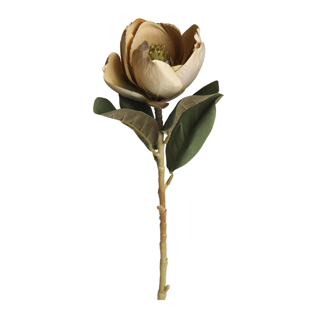 Blume bestellen: Magnolie beige 74 cm