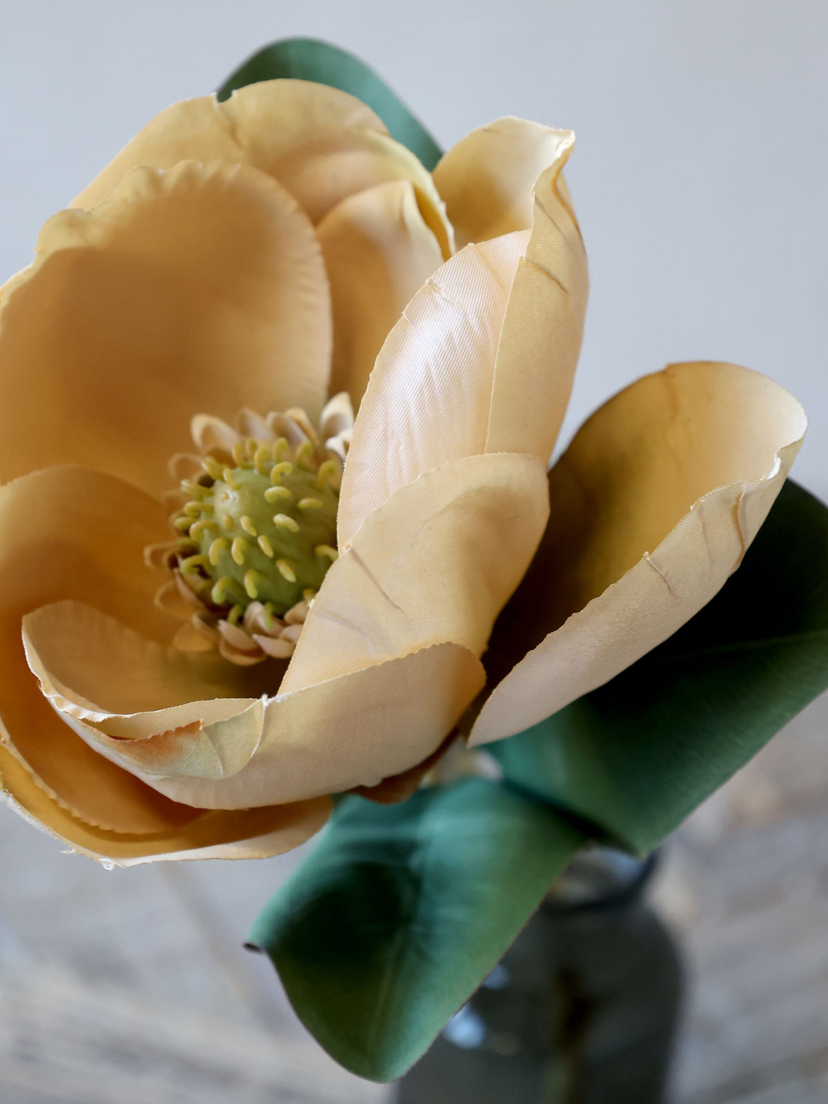 Blume bestellen: Magnolie beige 74 cm