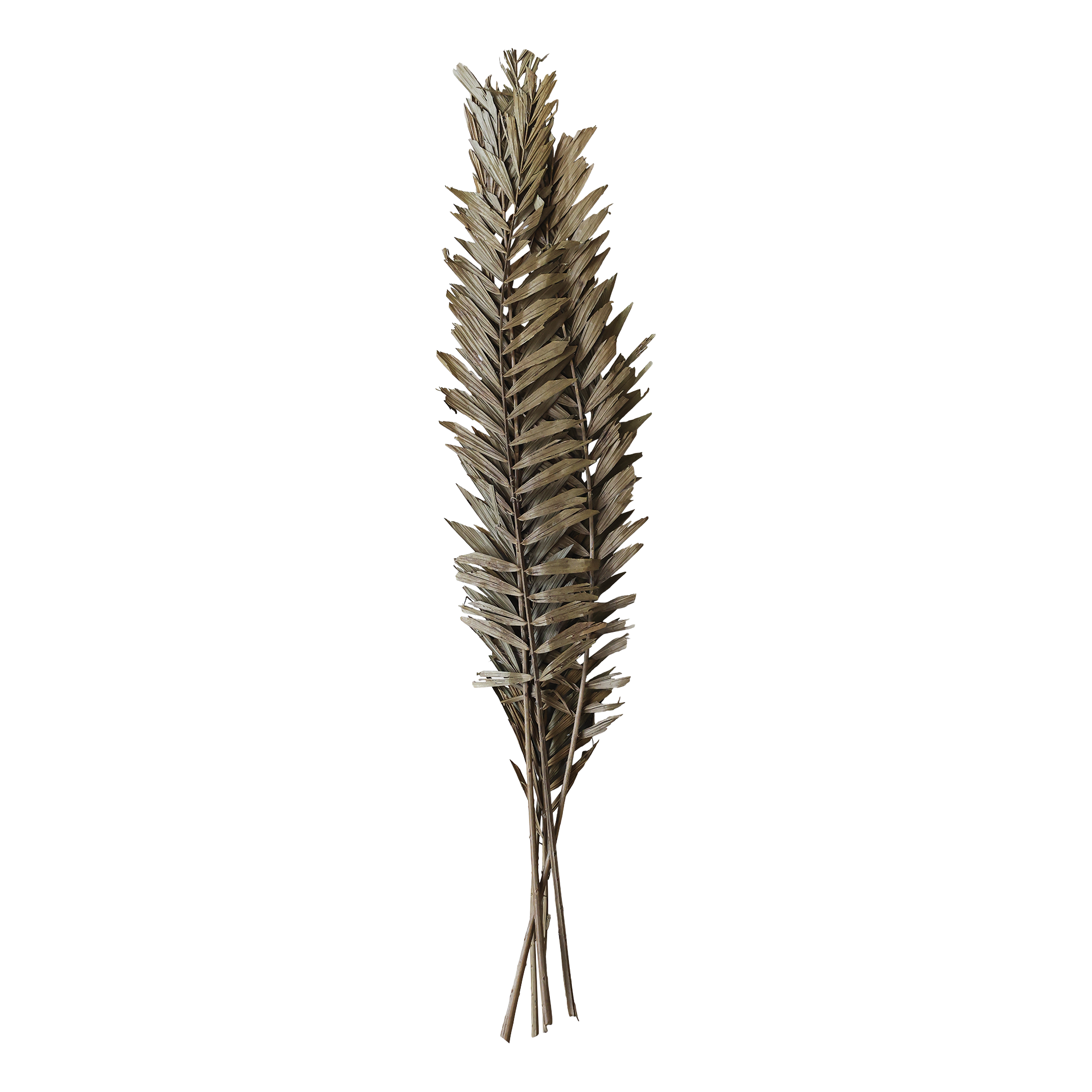 Getrocknete Blumen: Fleur Blätter 75 cm natur