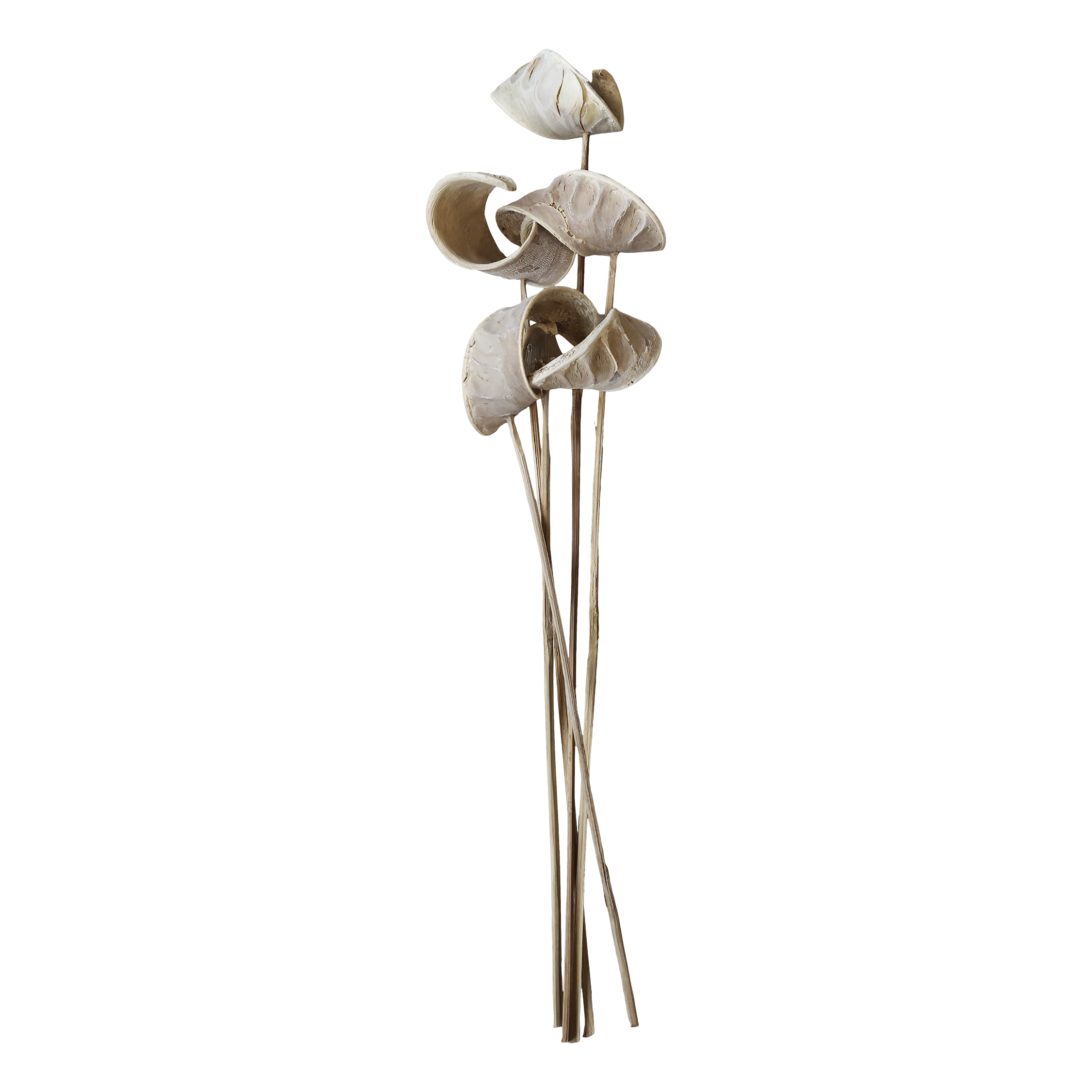 Getrocknete Blumen: Alocasia, 50 cm hoch, natur