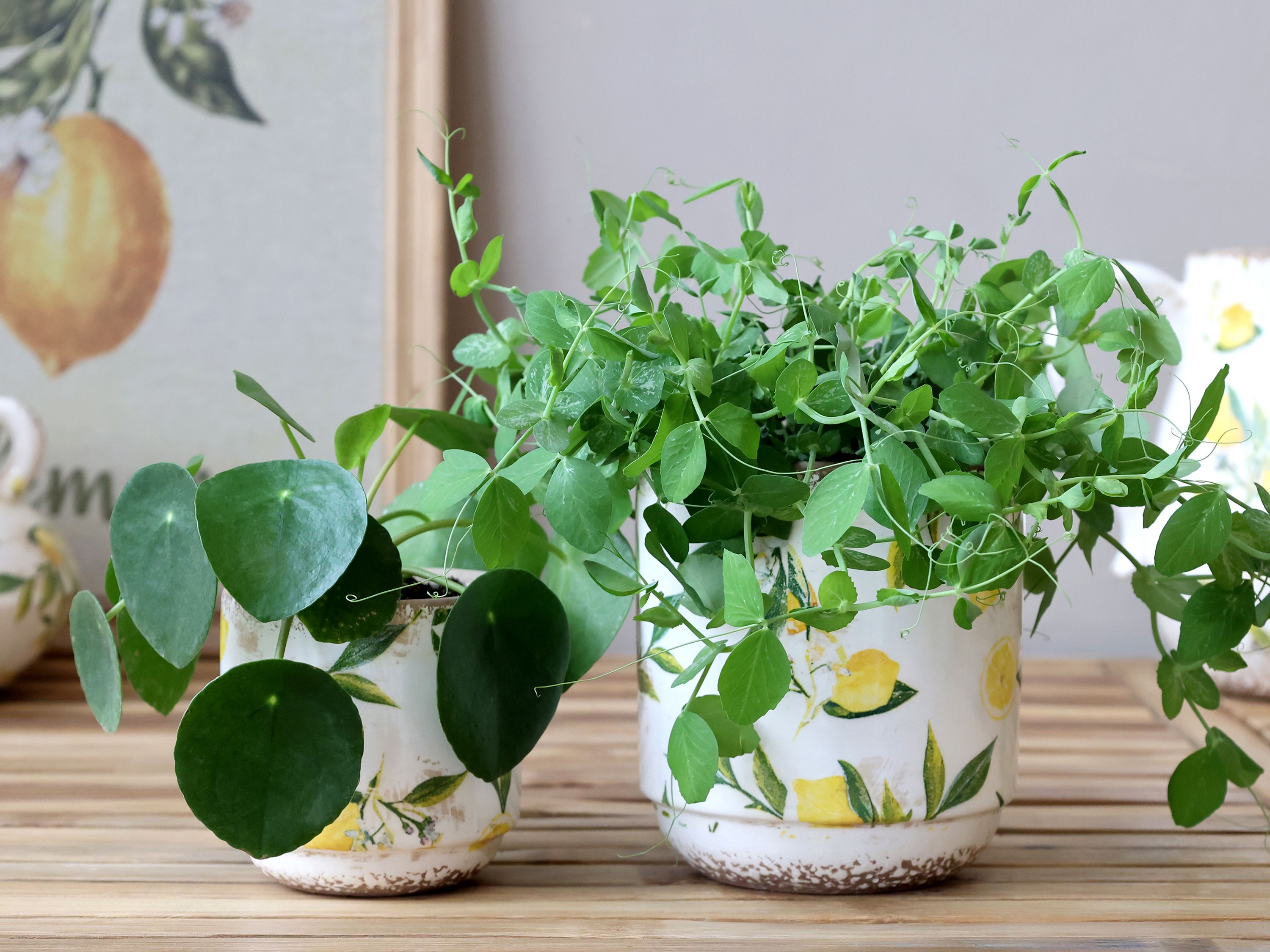 Limone Blumentopf mit Zitronenmotiv, 10 cm Durchmesser