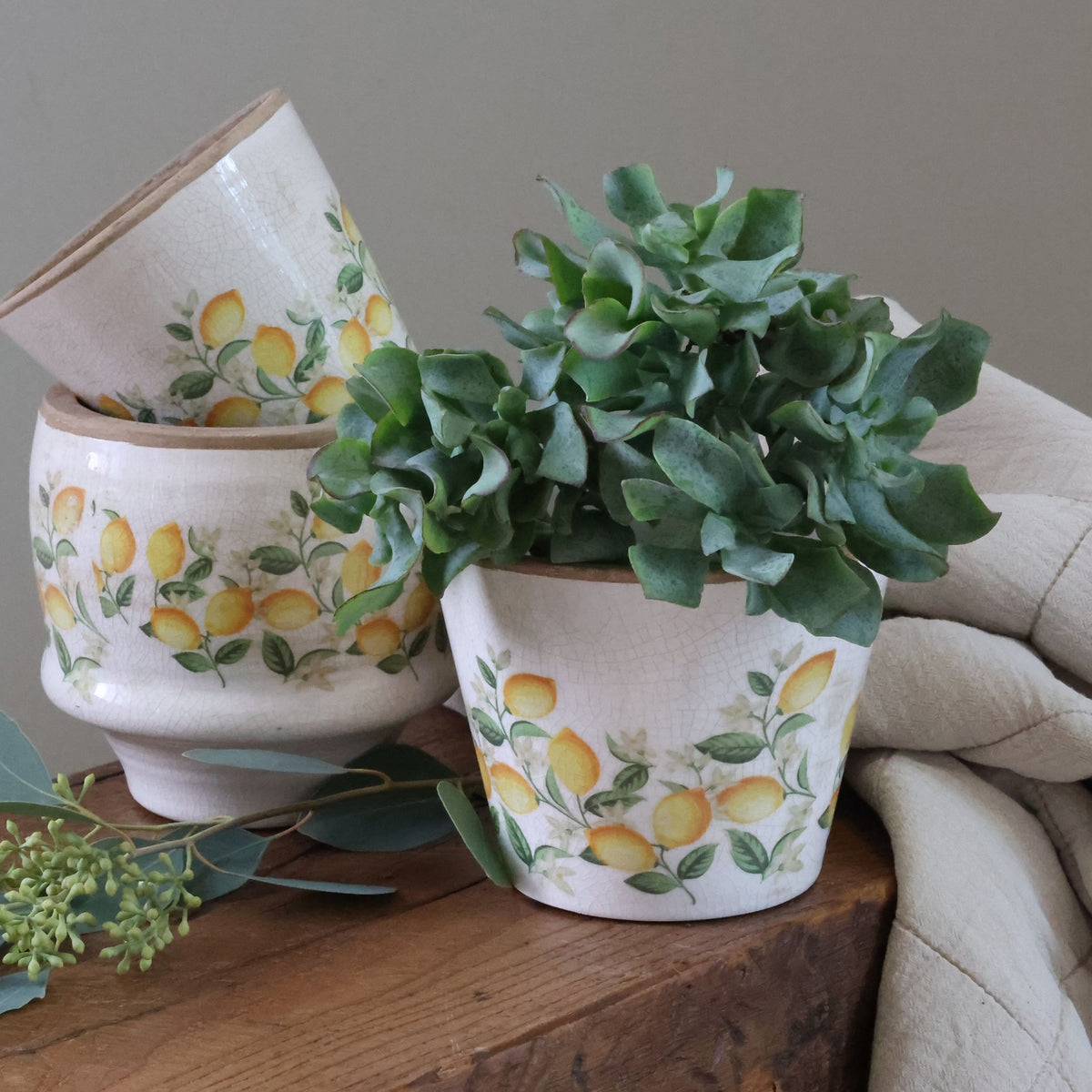 Blumen Übertopf Limone Blossom, Zitronen und Blumen, creme