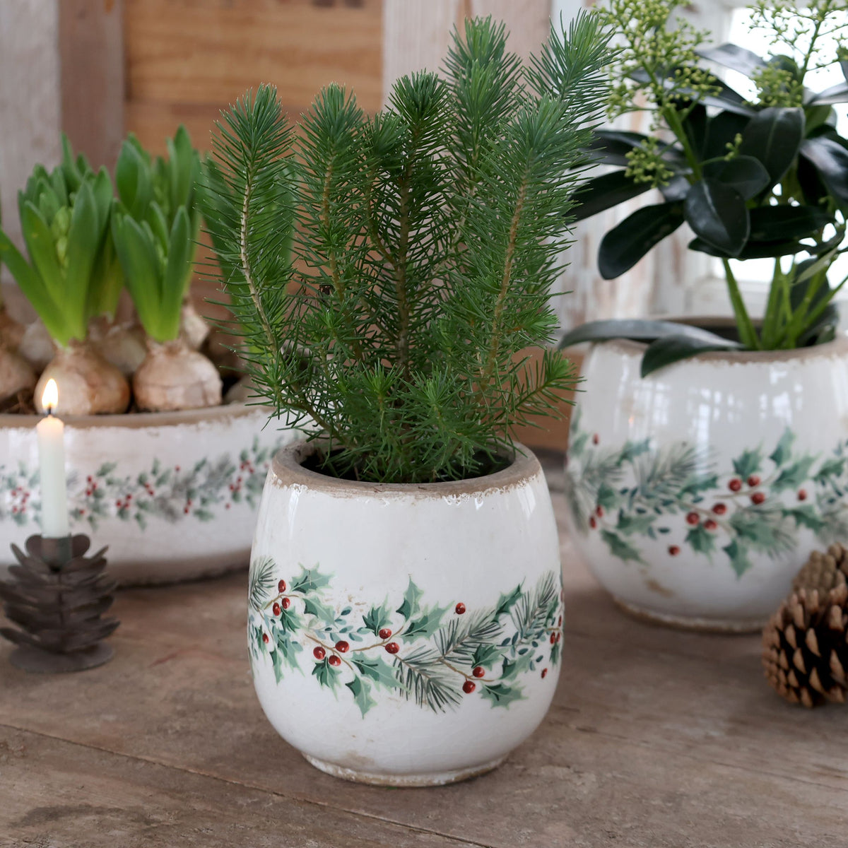 Übertopf mit Stechpalme, Steingut, creme, 14,5 cm hoch