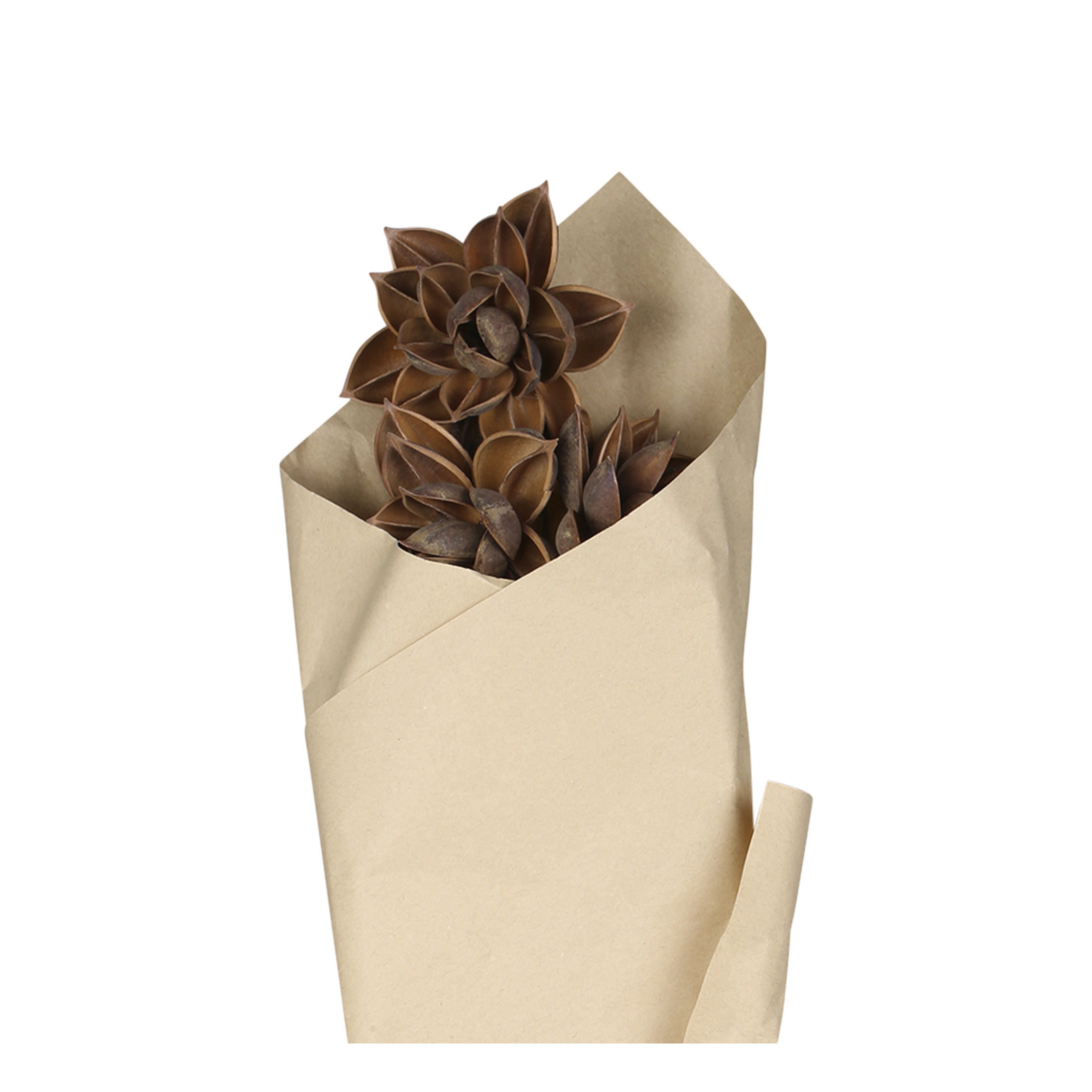 Getrocknete Blumen Dahlienstrauß 55 cm Mokka