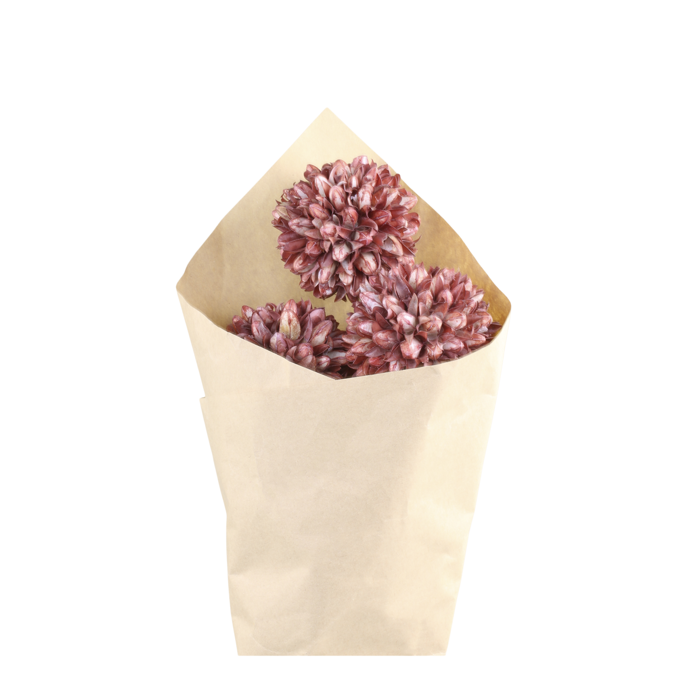 Getrocknete Blumen Schneeball im Strauß, 60 cm, taupe