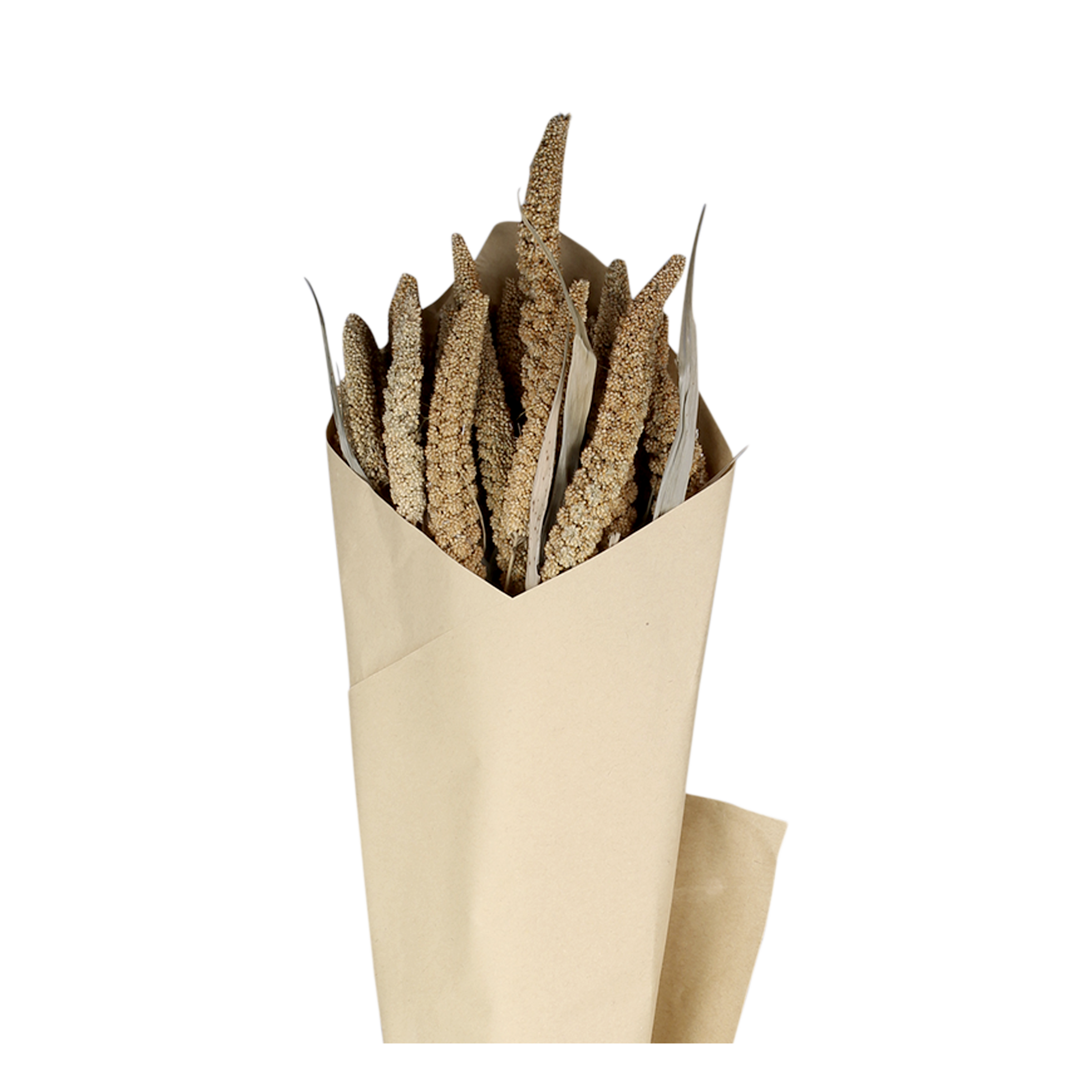 Fleur dried Seterea Flowers H75 cm nature in brown paper