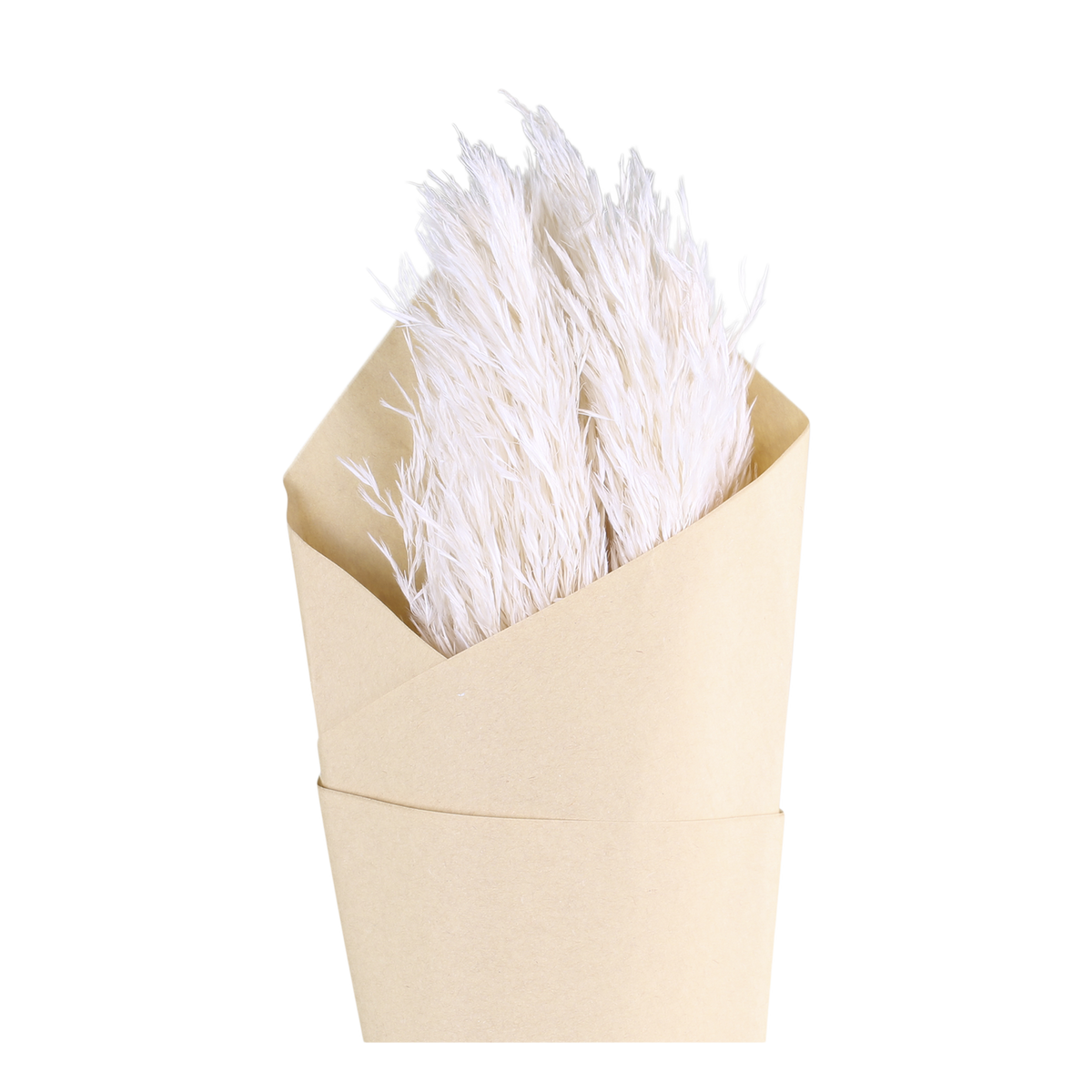 Getrocknete Blumen Pampasgras 75 cm creme 6 Stück