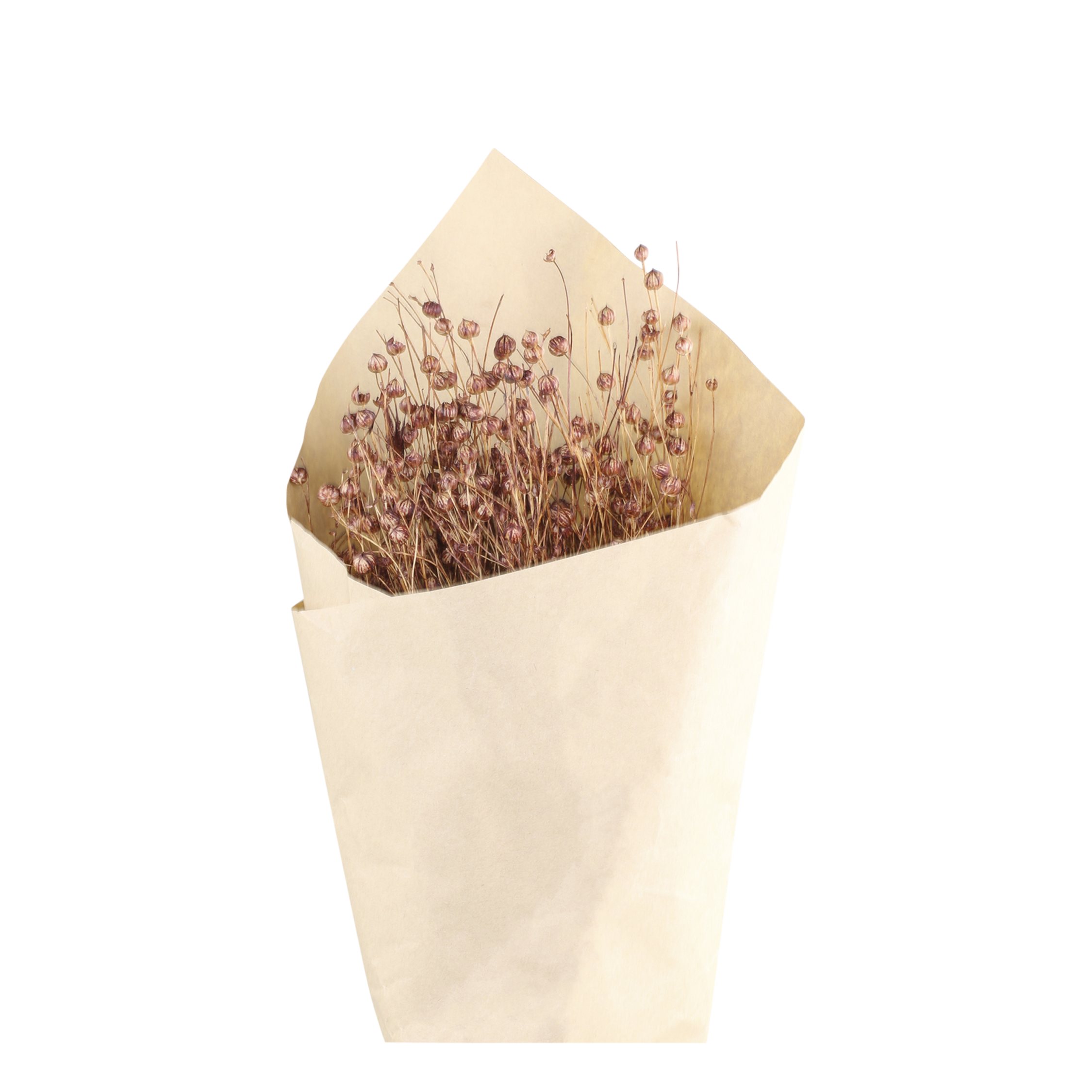 Getrocknete Blumen Fleur, 61 cm hoch, Taupe