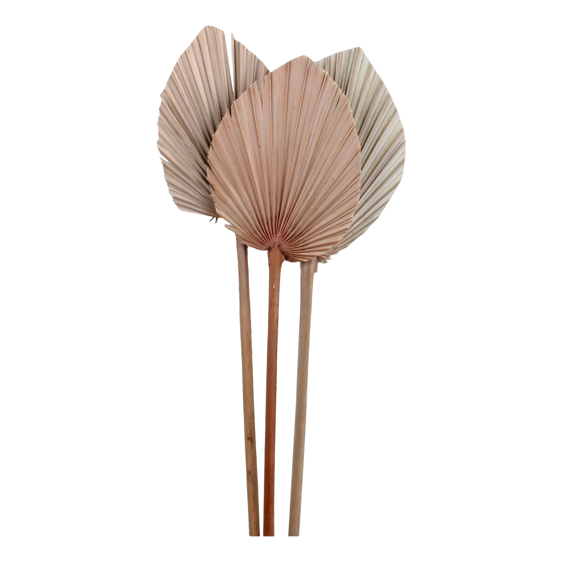 Getrocknete Blume als Palmenblatt, 40 cm hoch, natur