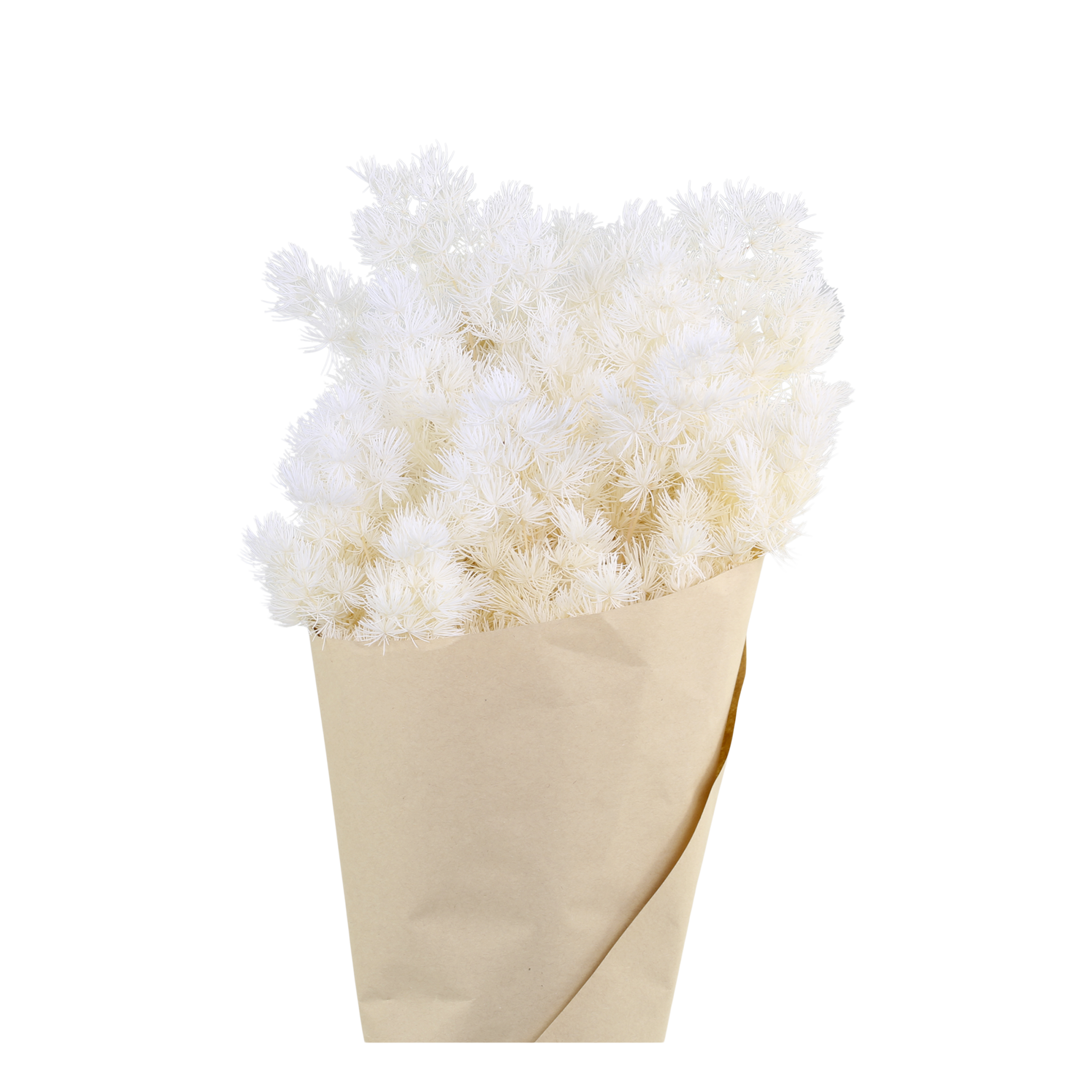 Getrocknete Blumen: Schleierspargel, 3 Stück, 50 cm