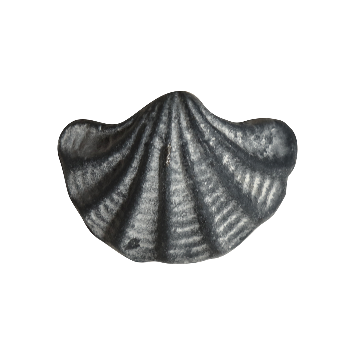 Griff Muschel aus Eisen in Antique Grau, 4,5 cm hoch