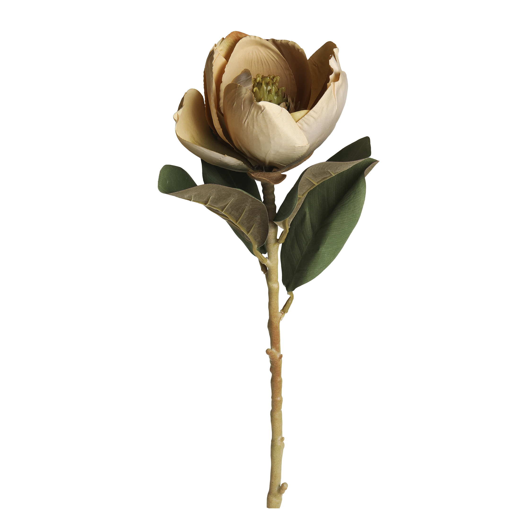 Blume bestellen: Magnolie beige 74 cm