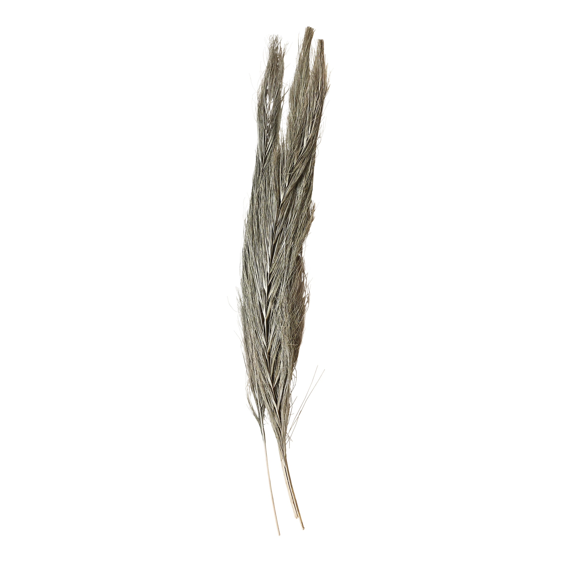 Getrocknete Blumen: Fleur Gras, 100 cm, natur