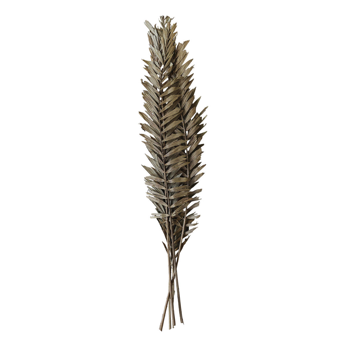Getrocknete Blumen: Fleur Blätter 75 cm natur