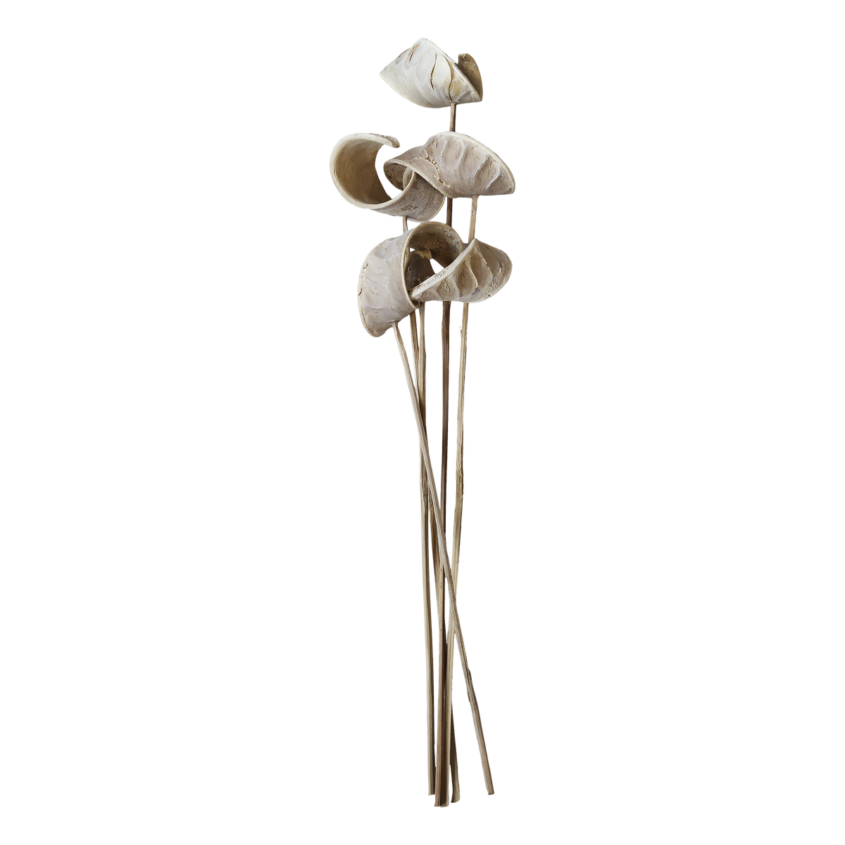 Getrocknete Blumen: Alocasia, 50 cm hoch, natur