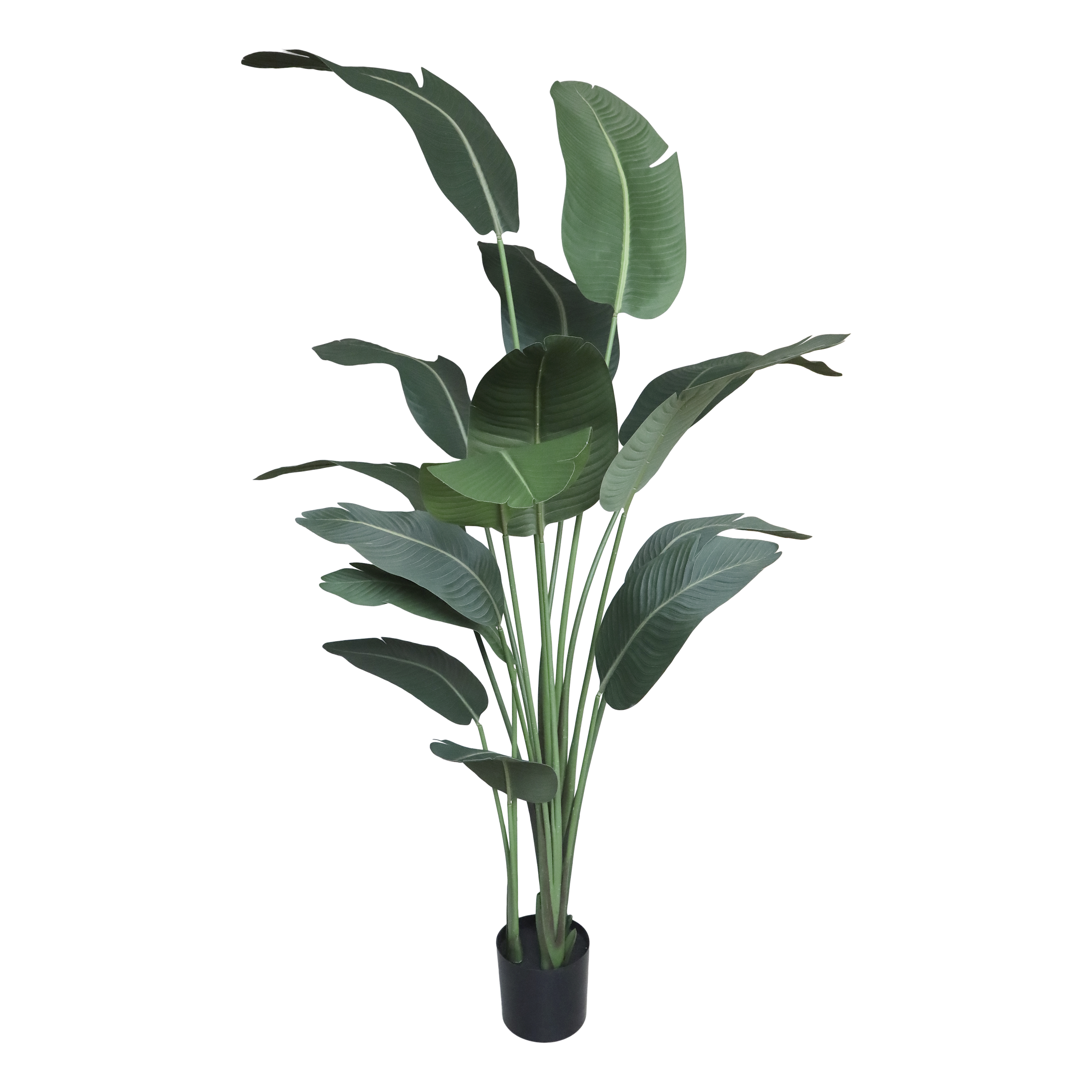 Fleur Strelitzia Plant H200/D19 cm green