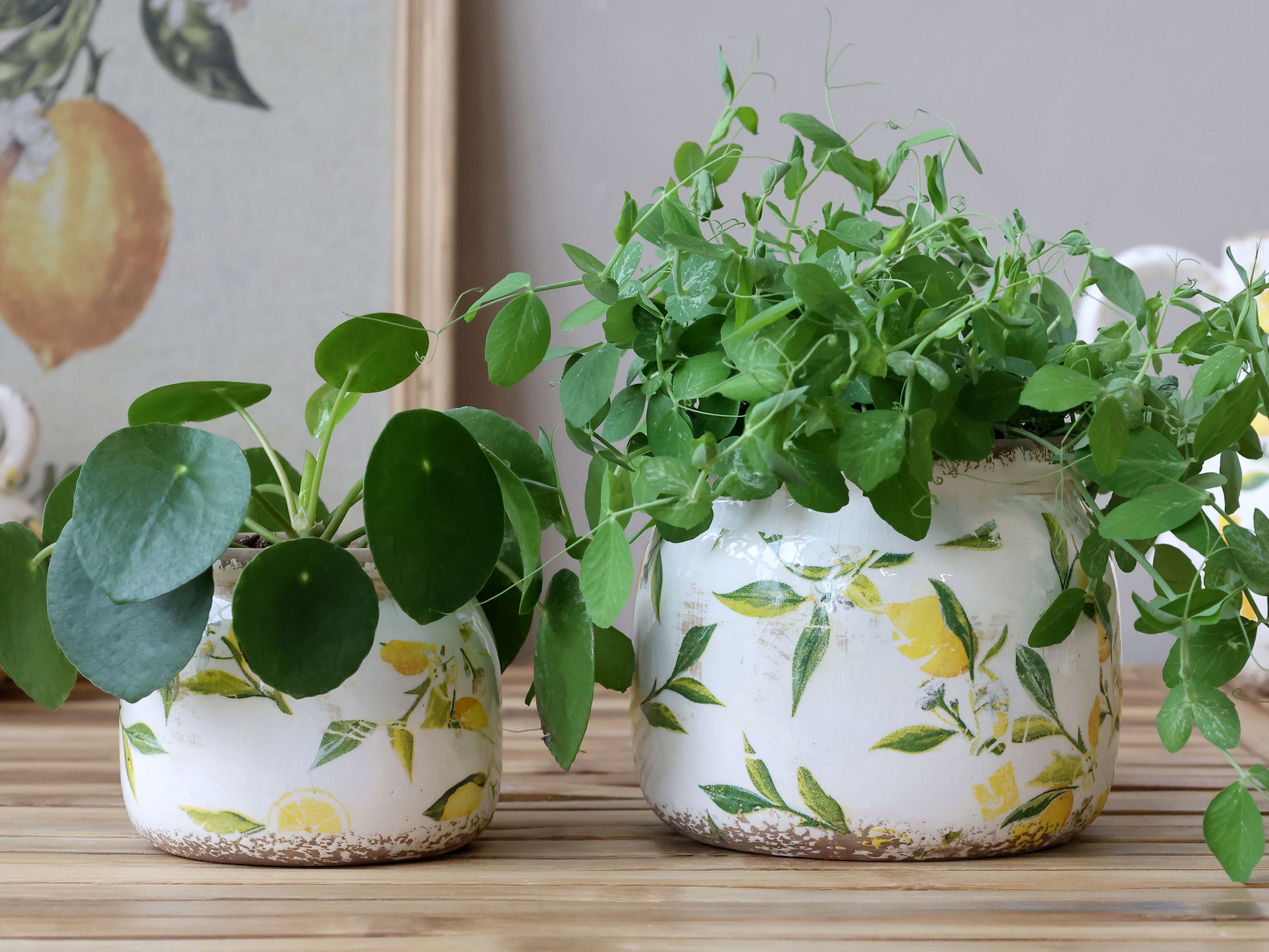 Limone Blumentopf mit Zitronenmotiv, 15,5 cm creme