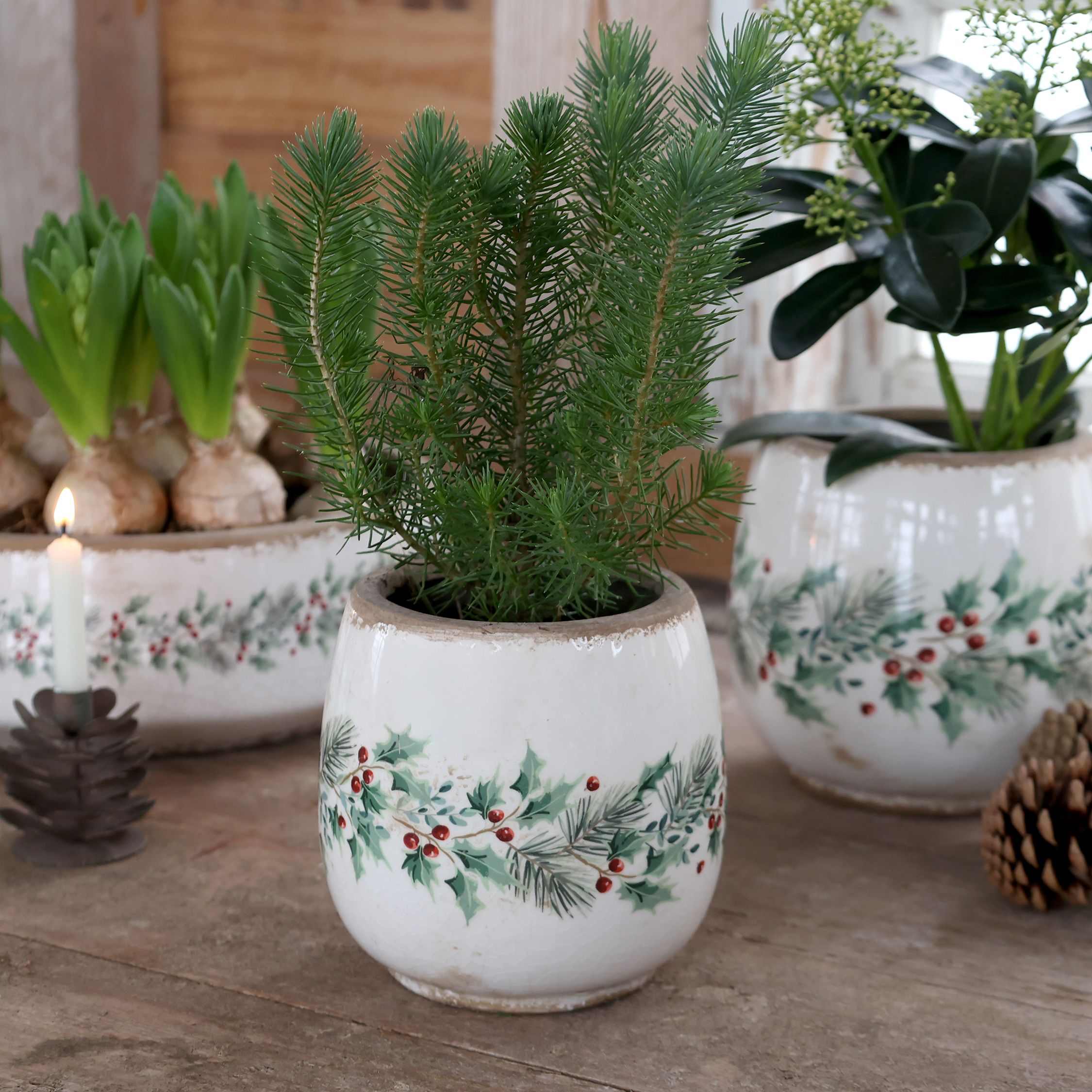 Übertopf mit Stechpalme, Steingut, creme, 14,5 cm hoch
